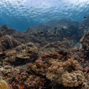 Wide reef flat with hard and soft corals beneath the surface, Komodo, Indonesia