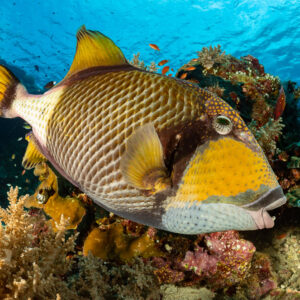Titan triggerfish swimming past a colourful coral reef, Komodo, Indonesia