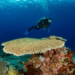Diver gliding above a large table coral in blue water, Komodo, Indonesia