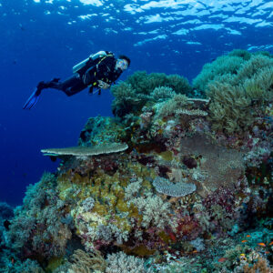 Diver swimming over a coral-covered reef top with table corals, Komodo, Indonesia