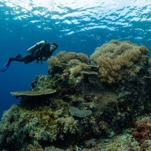 Diver exploring a coral mound under rippling surface light, Komodo, Indonesia