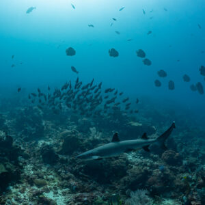 Whitetip reef shark cruising below fish schools over the reef, Komodo, Indonesia