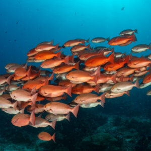 Dense school of red pinjalo snappers in blue water, Komodo, Indonesia
