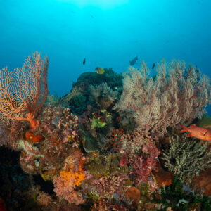 Pink sea fans and a red soldierfish on a colourful reef outcrop, Komodo, Indonesia