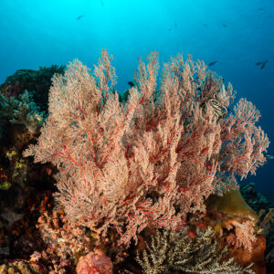 Large bushy pink sea fan on reef edge, blue background, Komodo, Indonesia
