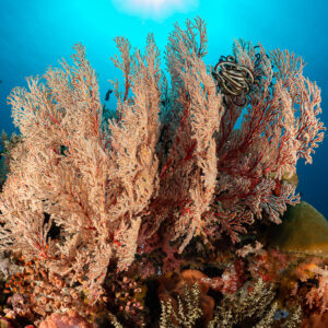 Pink sea fan backlit by the sun with a crinoid, upward view, Komodo, Indonesia