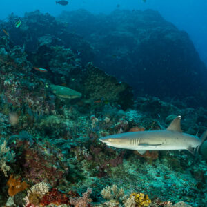 Whitetip reef shark swimming low over a coral slope, Komodo, Indonesia