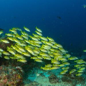 Dense school of yellow snappers over a reef, bannerfish above, Komodo, Indonesia