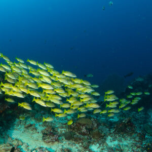 School of yellow snappers streaming along a reef slope, Komodo, Indonesia