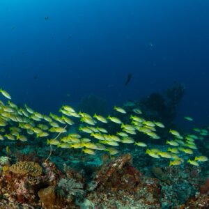 Elongated school of yellow snappers skimming the reef, wide view, Komodo, Indonesia