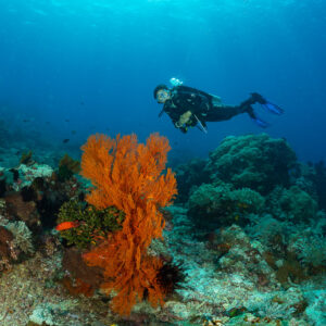 Diver behind an orange sea fan on the reef, vertical framing, Komodo, Indonesia