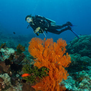 Diver above a bright orange sea fan, tighter vertical framing, Komodo, Indonesia