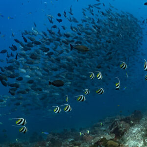 Large mixed school of surgeonfish with schooling bannerfish over reef, Komodo, Indonesia