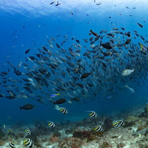Mixed fish school swirling above the reef in blue water, Komodo, Indonesia