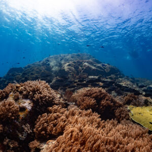 Shallow reef with soft corals under sunlit surface, distant fish, Komodo, Indonesia