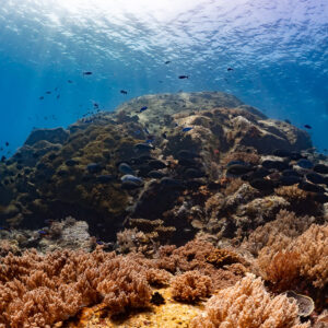 Coral mound with soft corals and a few surgeonfish in the distance, Komodo, Indonesia
