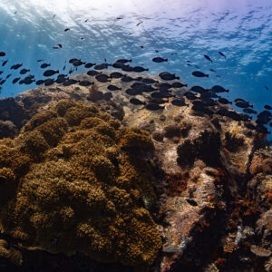 Banc de chirurgiens passant au-dessus d’un rocher corallien près de la surface, Komodo, Indonésie