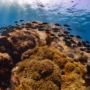 Banc de chirurgiens contournant une tête de corail dorée, cadrage serré, Komodo, Indonésie