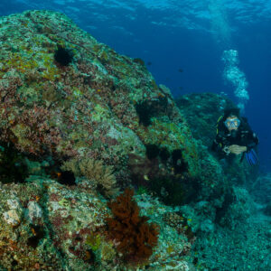 Diver in the distance behind a large encrusted boulder, Komodo, Indonesia