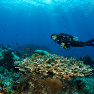 Diver swimming over a branching table coral with reef fish, Komodo, Indonesia