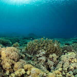 Shallow reef garden of soft and hard corals beneath sun rays, Komodo, Indonesia