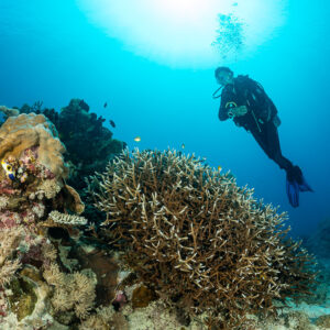 Diver descending beside a large branching coral under sunburst, Komodo, Indonesia
