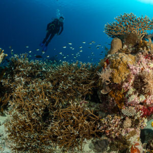 Diver above a coral pinnacle with branching corals and small fish, Komodo, Indonesia