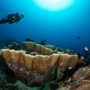 Diver swimming over large scroll-shaped plate corals, Komodo, Indonesia