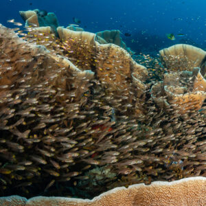Dense school of sweepers sheltering among plate corals, Komodo, Indonesia