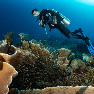 Diver hovering over plate corals sheltering a school of small fish, Komodo, Indonesia