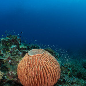 Barrel sponge on a reef slope in deep blue, vertical framing, Komodo, Indonesia