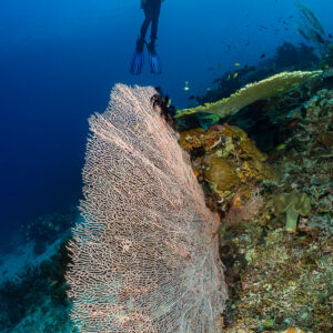 Diver above a giant fan-shaped sea fan, vertical framing, Komodo, Indonesia