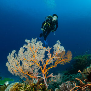 Diver above an orange sea fan, vertical framing, Komodo, Indonesia