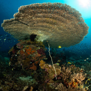 Huge table coral backlit by the sun, vertical framing, Komodo, Indonesia