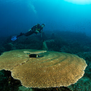 Diver swimming beyond a giant round table coral, Komodo, Indonesia