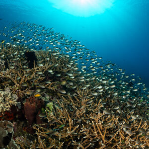 Banc de chromis au-dessus de coraux branchus sous un soleil éclatant, Komodo, Indonésie