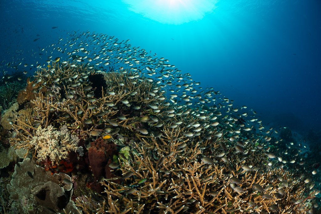 Banc de chromis au-dessus de coraux branchus sous un soleil éclatant, Komodo, Indonésie