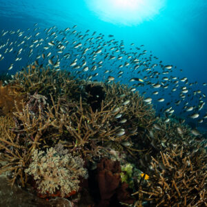 Banc de chromis défilant au-dessus d’une pente de coraux branchus, Komodo, Indonésie