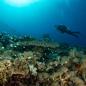 Diver swimming over a coral garden with green chromis, Komodo, Indonesia