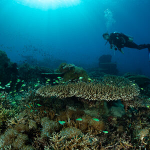 Diver above table corals and green chromis, wider view, Komodo, Indonesia