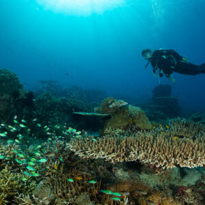 Diver passing a branching table coral, green chromis in foreground, Komodo, Indonesia