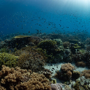 Wide reef scene with soft corals and fish under the surface, Komodo, Indonesia