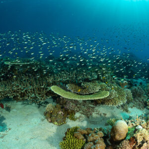 Coral garden with table coral and fish cloud over sandy patches, Komodo, Indonesia