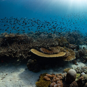 Table coral and fish swarm over sand, sunlight from the right, Komodo, Indonesia
