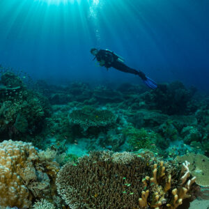 Diver over a coral garden with sun rays and bubbles, Komodo, Indonesia
