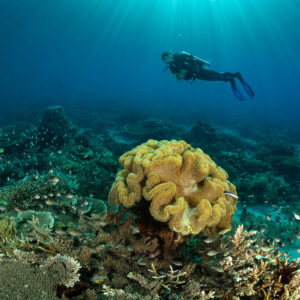 Diver beyond a large yellow leather coral with small fish, Komodo, Indonesia