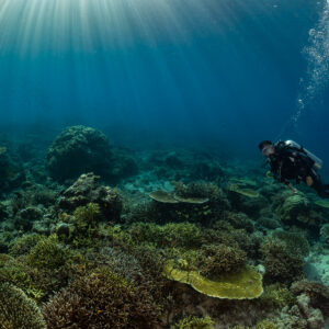 Diver among table corals beneath streaming sun rays, Komodo, Indonesia