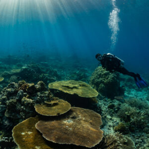 Diver over stacked table corals, bubbles rising toward the light, Komodo, Indonesia