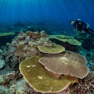 Diver swimming past large layered table corals in the foreground, Komodo, Indonesia
