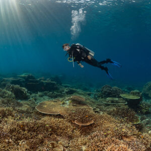 Diver gliding over a hard-coral plain under sun rays, Komodo, Indonesia
